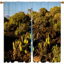 Cactus In The Desert Window Curtains 66702257