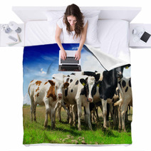 Calves On A Sunny Green Field Blankets 53494211