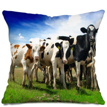 Calves On A Sunny Green Field Pillows 53494211