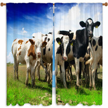 Calves On A Sunny Green Field Window Curtains 53494211