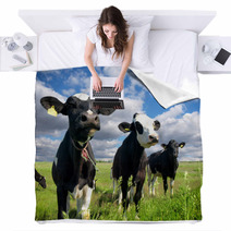 Calves On The Country Field Blankets 59639069