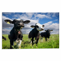 Calves On The Country Field Rugs 59639069