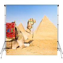 Camel At Giza Pyramides, Cairo, Egypt. Backdrops 53637770