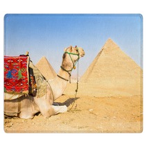Camel At Giza Pyramides, Cairo, Egypt. Rugs 53637770
