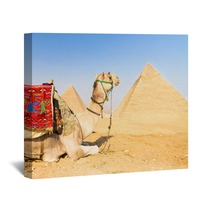 Camel At Giza Pyramides, Cairo, Egypt. Wall Art 53637770