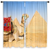 Camel At Giza Pyramides, Cairo, Egypt. Window Curtains 53637770