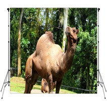 Camel.. Backdrops 99719594