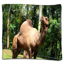 Camel.. Blankets 99719594