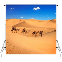 Camel Caravan In The Sahara Desert, Morocco Backdrops 56897769