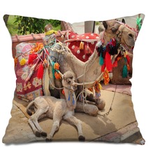 Camel Cub Lying With Mother Pillows 61750446