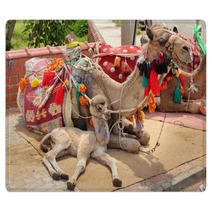 Camel Cub Lying With Mother Rugs 61750446