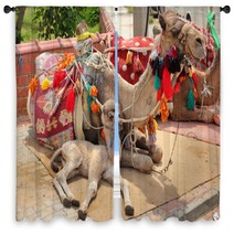 Camel Cub Lying With Mother Window Curtains 61750446