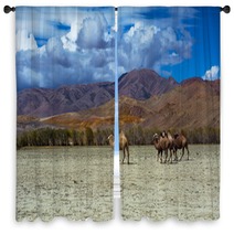 Camel Herd And Mountain View Steppe Landscape, Blue Sky With Clouds. Chuya Steppe Kuray Steppe In The Siberian Altai Mountains, Russia Window Curtains 99606700