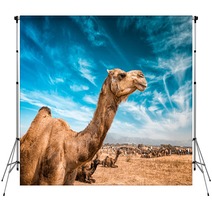 Camel  In India Backdrops 100514278