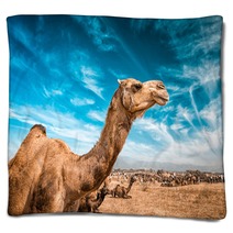 Camel  In India Blankets 100514278