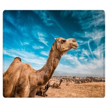 Camel  In India Rugs 100514278