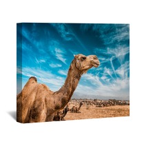 Camel  In India Wall Art 100514278