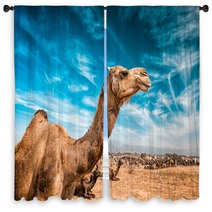 Camel  In India Window Curtains 100514278