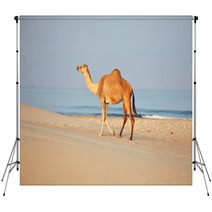 Camel On Beach
 Backdrops 100045007