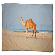 Camel On Beach
 Blankets 100045007