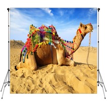 Camel On The Background Of The Blue Sky. Bikaner, India Backdrops 40959331