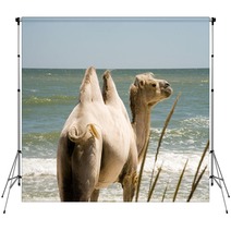 Camel on the background of the sea Backdrops 100780365