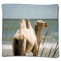 Camel on the background of the sea Blankets 100780365
