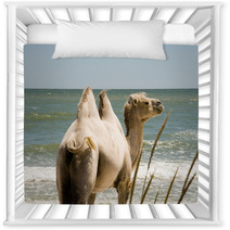 Camel on the background of the sea Nursery Decor 100780365