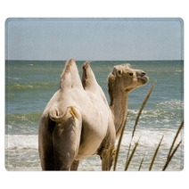 Camel on the background of the sea Rugs 100780365