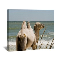 Camel on the background of the sea Wall Art 100780365