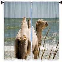 Camel on the background of the sea Window Curtains 100780365