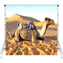 Camel Rest In The Sand Backdrops 65232160