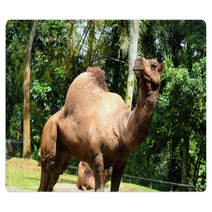 Camel.. Rugs 99719594