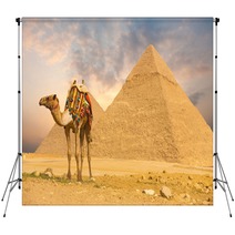 Camel Standing Front Pyramids H Backdrops 41629907