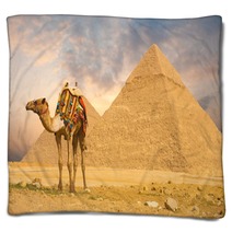Camel Standing Front Pyramids H Blankets 41629907