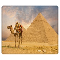 Camel Standing Front Pyramids H Rugs 41629907