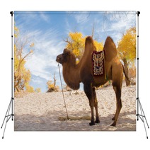 Camel Standing In The Desert Backdrops 92230416