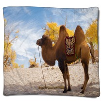 Camel Standing In The Desert Blankets 92230416