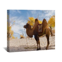 Camel Standing In The Desert Wall Art 92230416