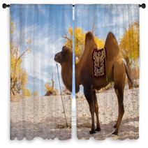 Camel Standing In The Desert Window Curtains 92230416