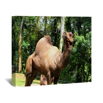 Camel.. Wall Art 99719594