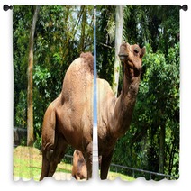 Camel.. Window Curtains 99719594