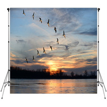 Canadian Geese Flying In V Formation Backdrops 62110777