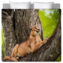 Caracal In Tree. Bedding 62139724