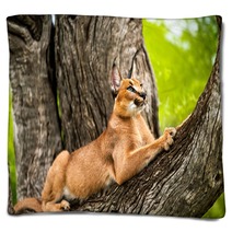 Caracal In Tree. Blankets 62139724