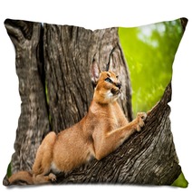 Caracal In Tree. Pillows 62139724