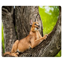 Caracal In Tree. Rugs 62139724
