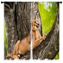 Caracal In Tree. Window Curtains 62139724