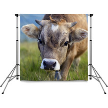 Carpathian Cow Backdrops 67545585