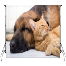 Cat And Dog Sleeping Together Backdrops 57899907